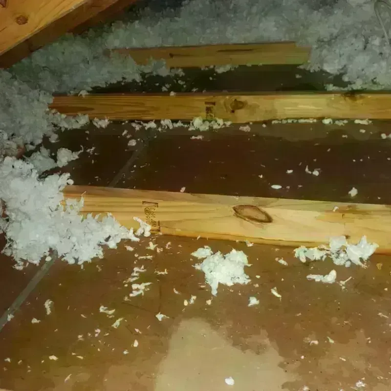 Attic Water Damage in Tukwila, WA